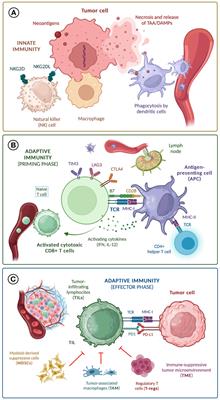 Adoptive T cell therapy for solid tumors: current landscape and future challenges